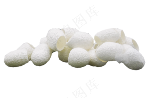 白色蚕蛹蚕茧,免抠元素