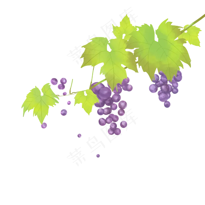 紫色葡萄藤植物,免抠元素