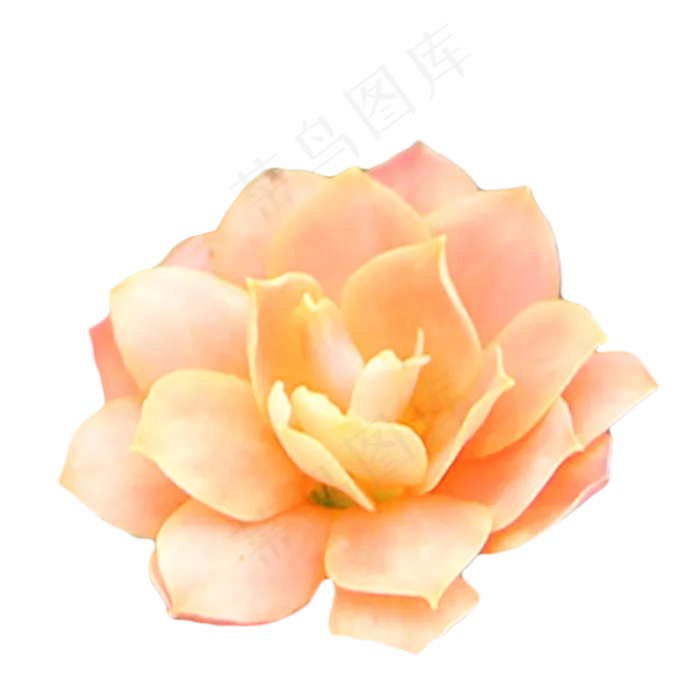 橙色玫瑰月季植物实物
