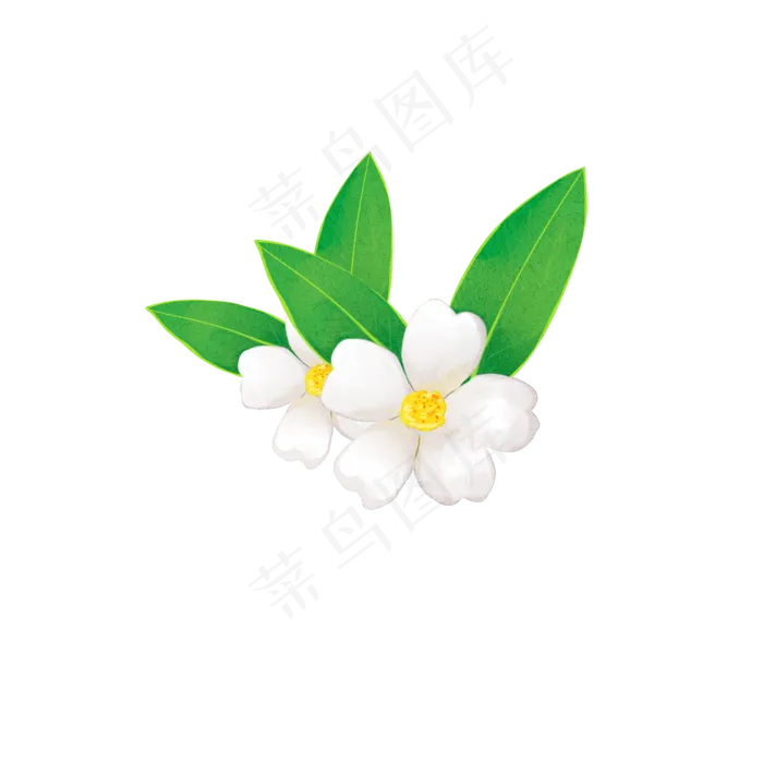 春季花卉白色山茶花装饰图案PNG,免抠元素