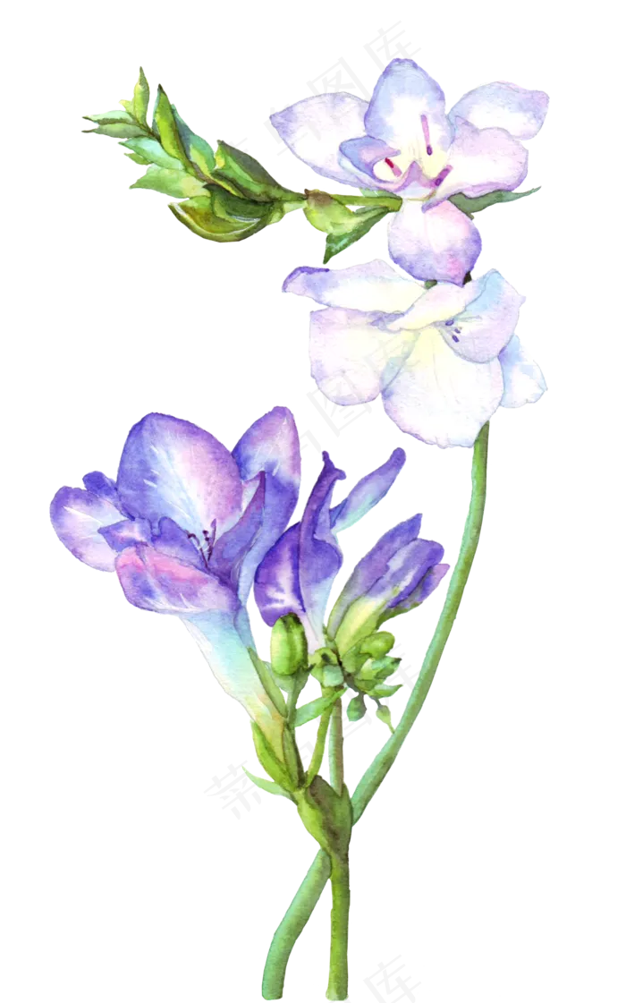 手绘紫色的兰花水彩花卉