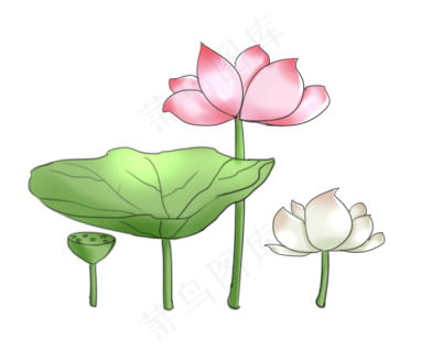 粉色荷花莲花绽放3000x3000dpi300psd模版下载