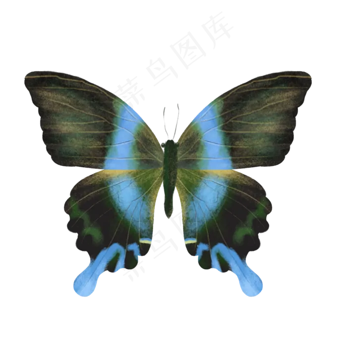 美丽蝴蝶自然动物蓝色翅膀,免抠元素