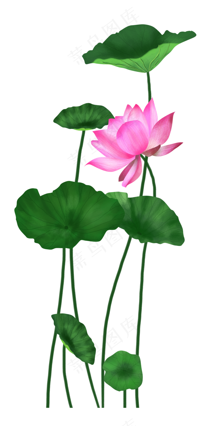 盛开的荷花和荷叶免抠元素20844290px300dpipsd模版下载