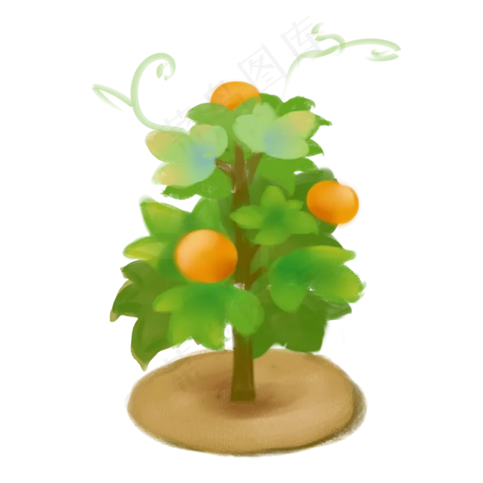 花美丽的植物水果树橙子树橘子树