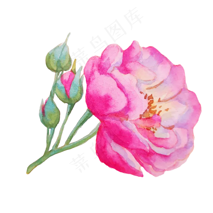 植物玫瑰蔷薇花枝
