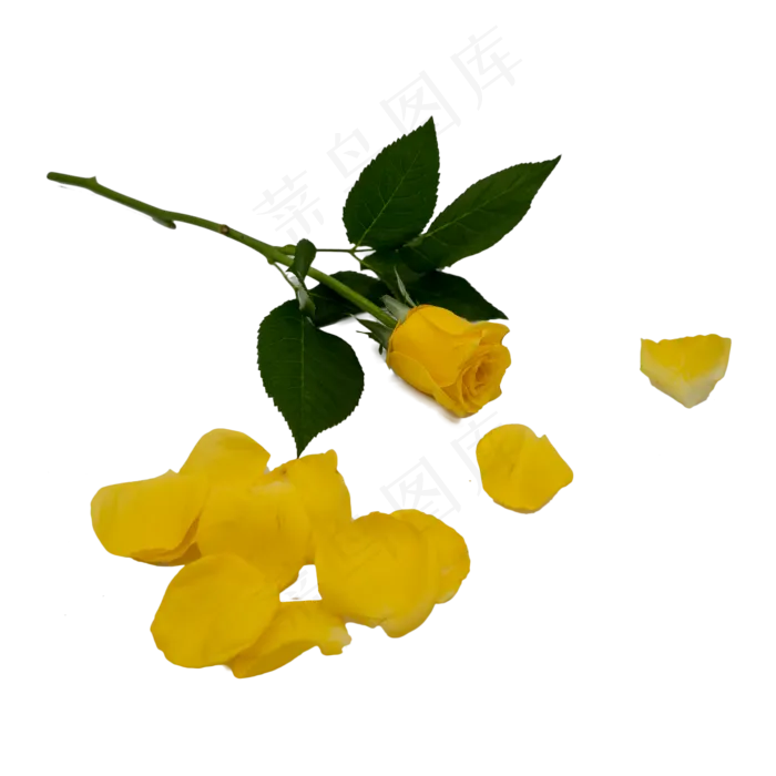 黄玫瑰和散落的花瓣