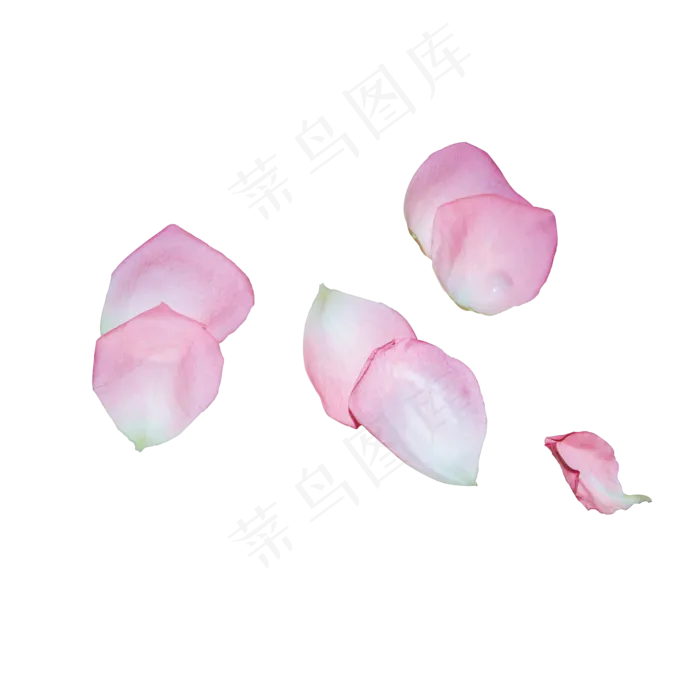 浅粉色玫瑰花瓣