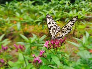 蝴蝶清新唯美风景