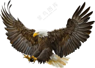 正俯冲扑向猎物的白头海雕免抠图片