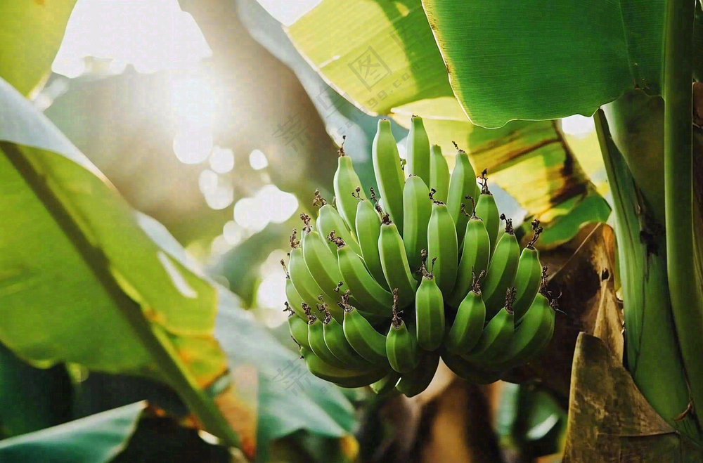香蕉树芭蕉叶青香蕉水果摄影图