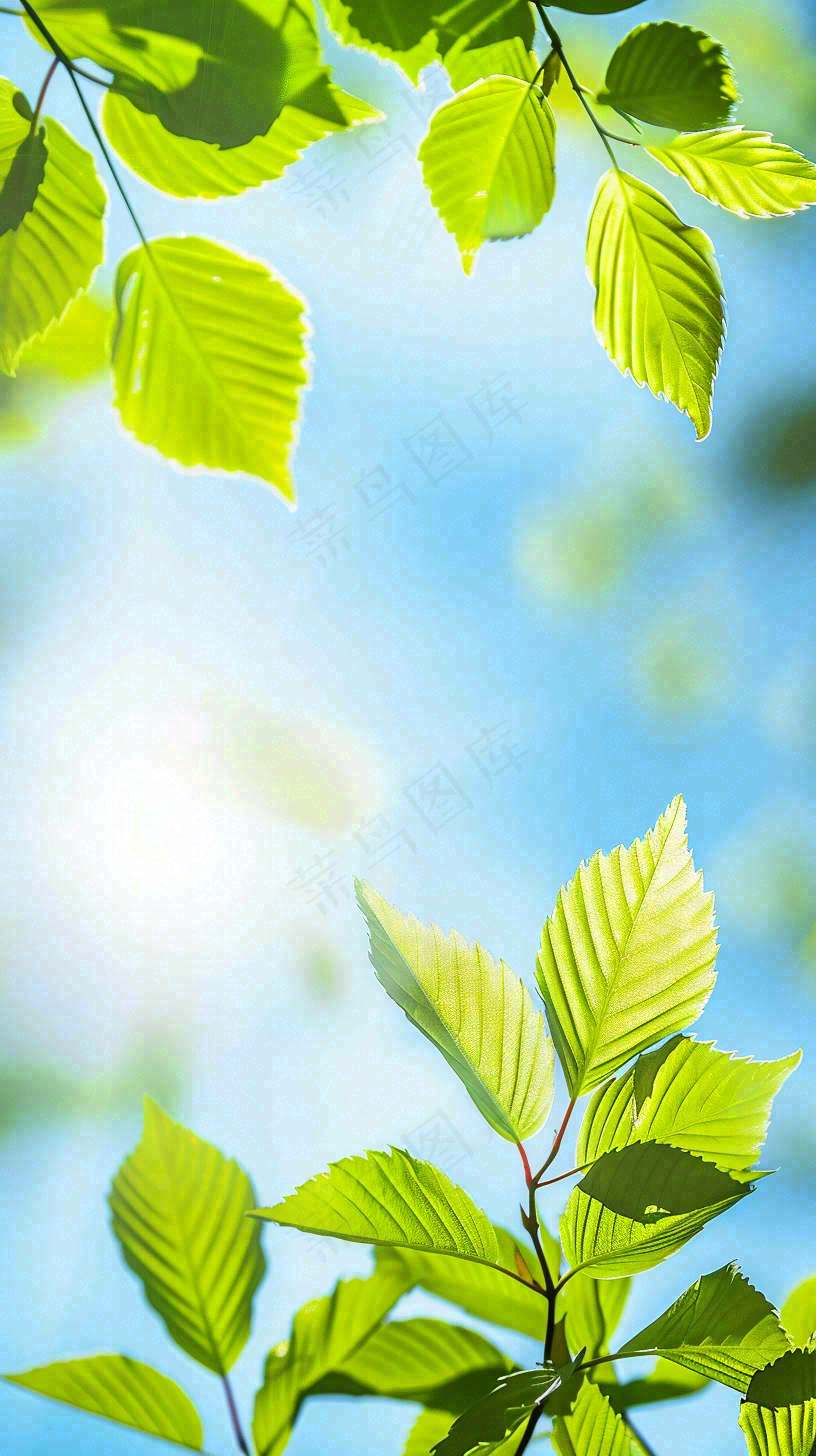 春天绿叶阳光小清新春分立夏摄影图