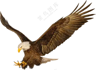 展翅降落追击猎物的白头雕PNG图片
