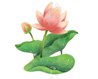 荷花 荷叶免扣素材