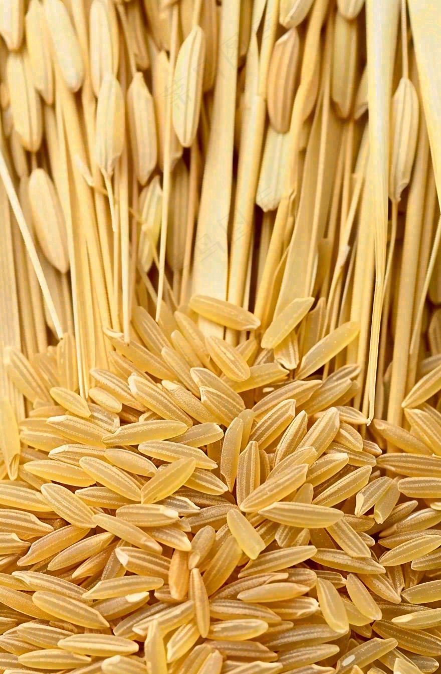 粮食稻谷米饭珍惜粮食丰收世界粮食日摄影图