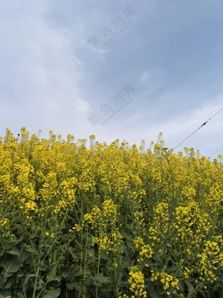 春天的油菜花