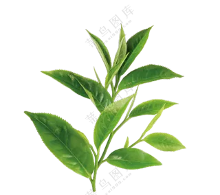 从茶树上摘下来的茶叶免抠图片素材