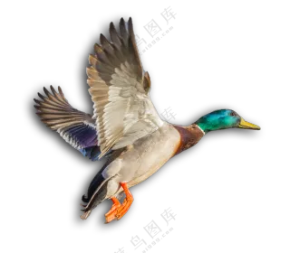 振翅飞起的青头鸭家禽免抠图片素材
