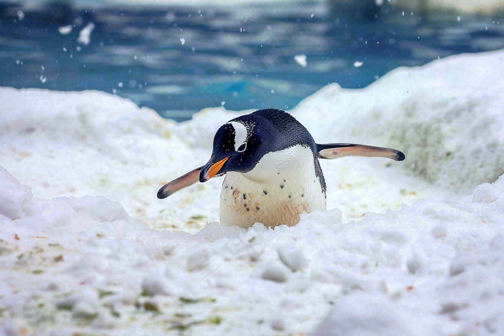 海洋馆动物园冰雪天地的企鹅寒冷动物摄影图