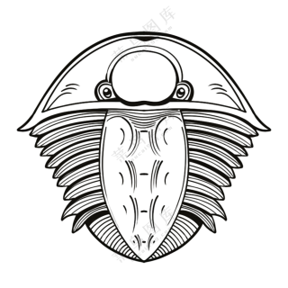 三叶虫-古海洋生物/线稿/卡通