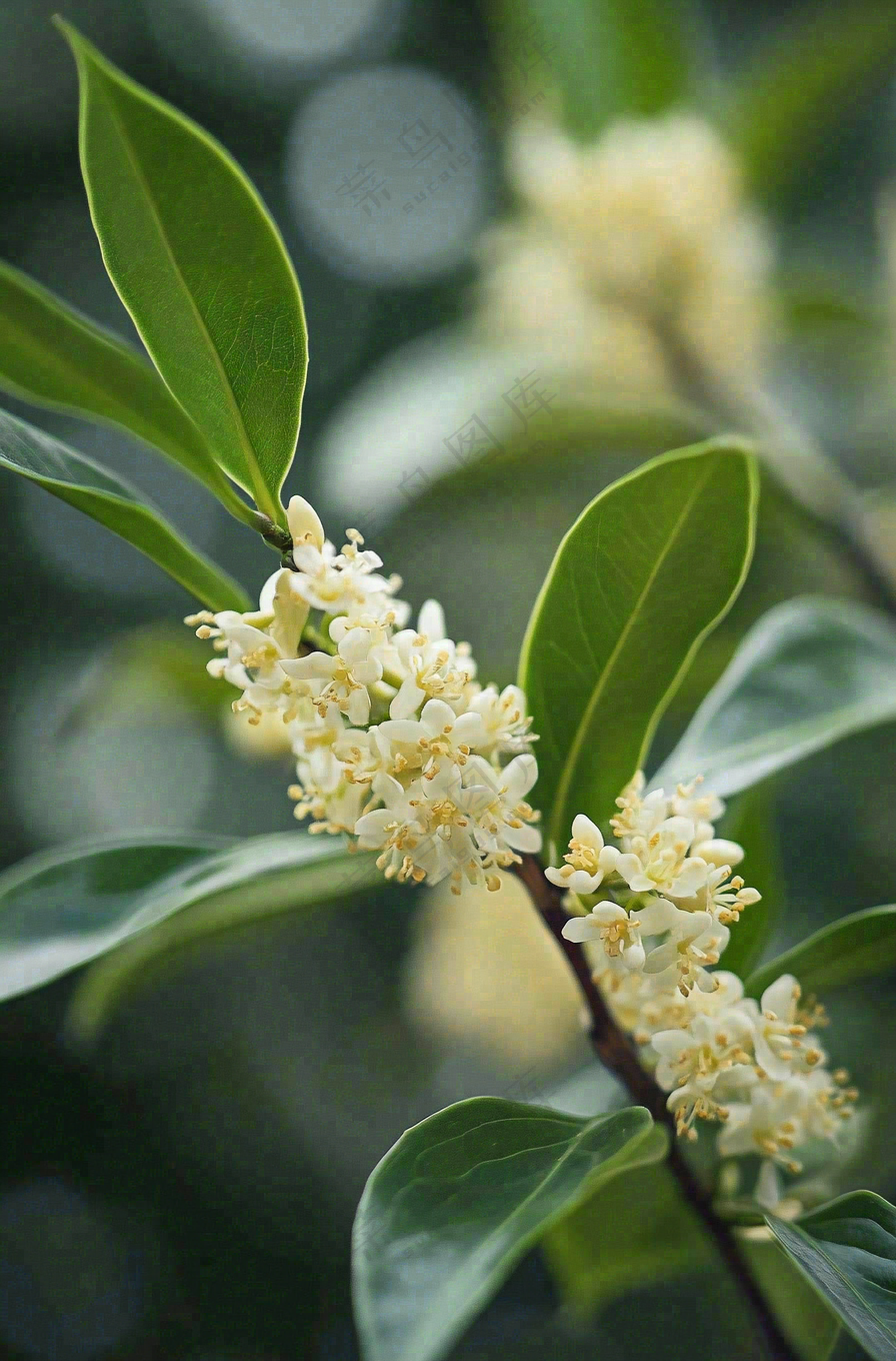 树枝上的小白花花朵植物摄影图