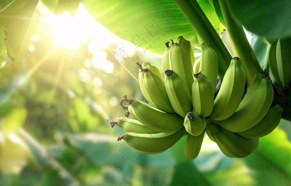 香蕉树芭蕉叶青香蕉水果摄影图