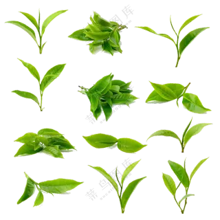多种形态新鲜茶叶嫩芽免抠图片素材