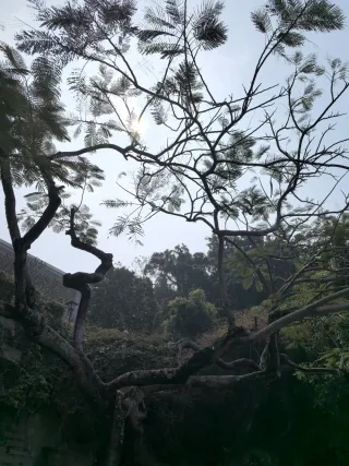 透过树林窥天光