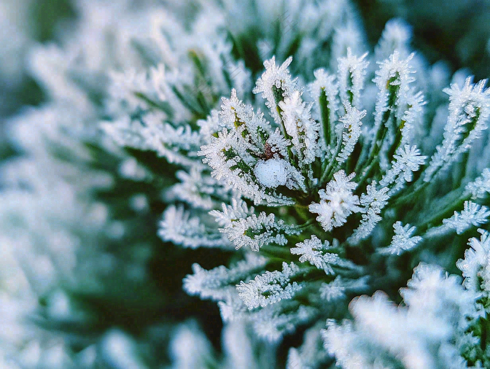 松树松针上的雾凇白霜霜降摄影图