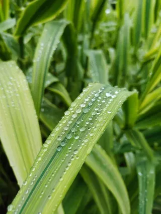芦苇叶上的雨后水珠