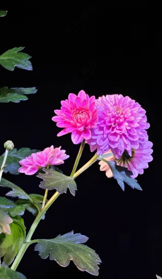 黑背景菊花 纯色背景