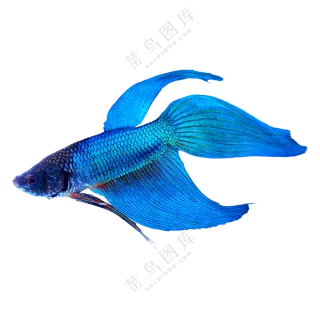 有飘逸鱼鳍的马尾斗鱼免抠图片素材