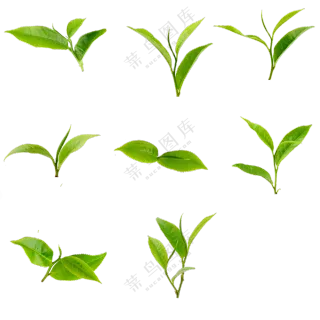 绿色小草免抠素材