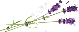 紫色的薰衣草装饰元素免抠图片素材