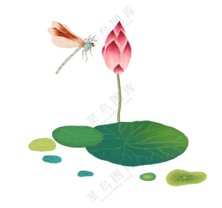 蜻蜓立上头的红色荷花免抠图片素材