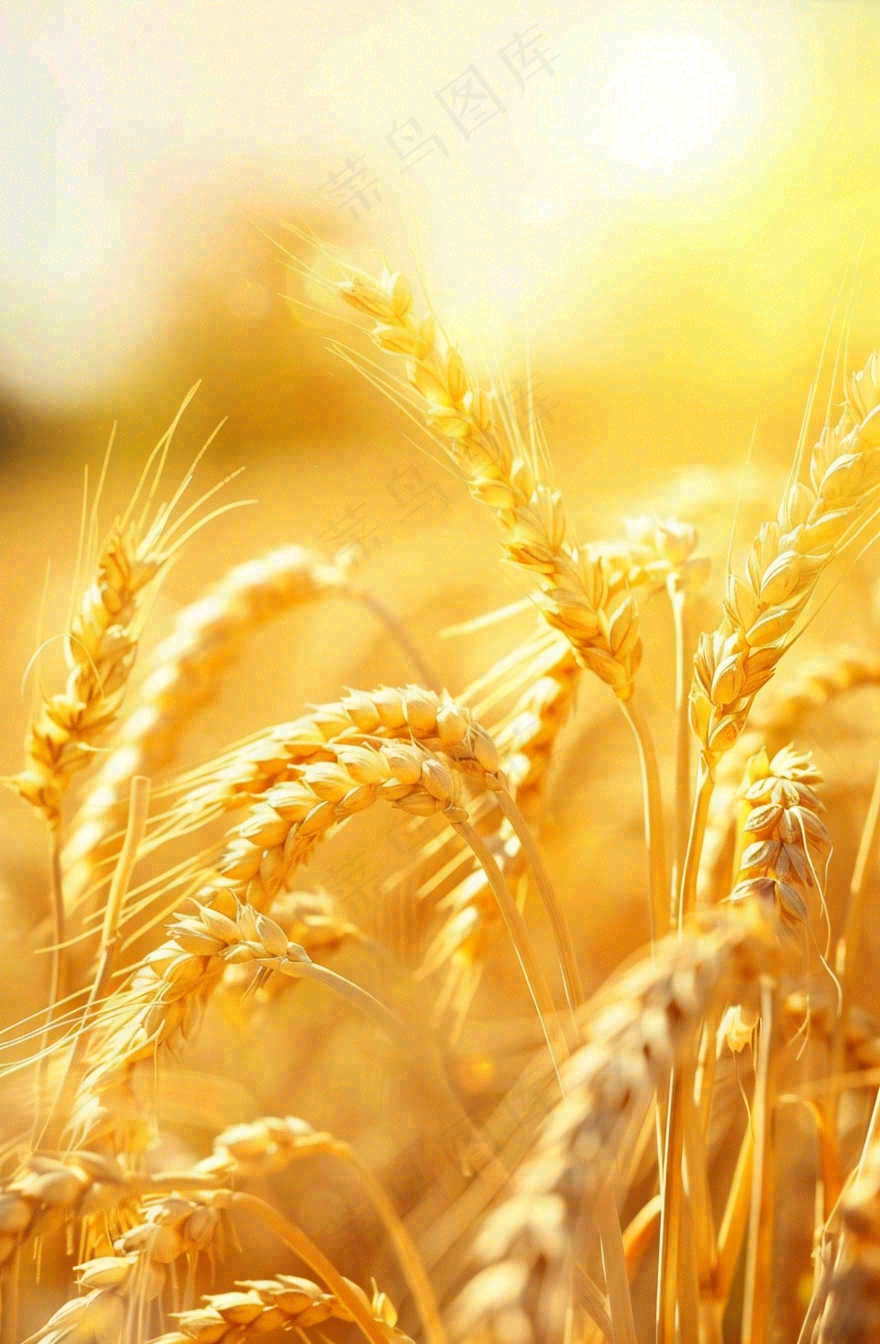 金黄的麦田小麦麦穗粮食芒种世界粮食日摄影图