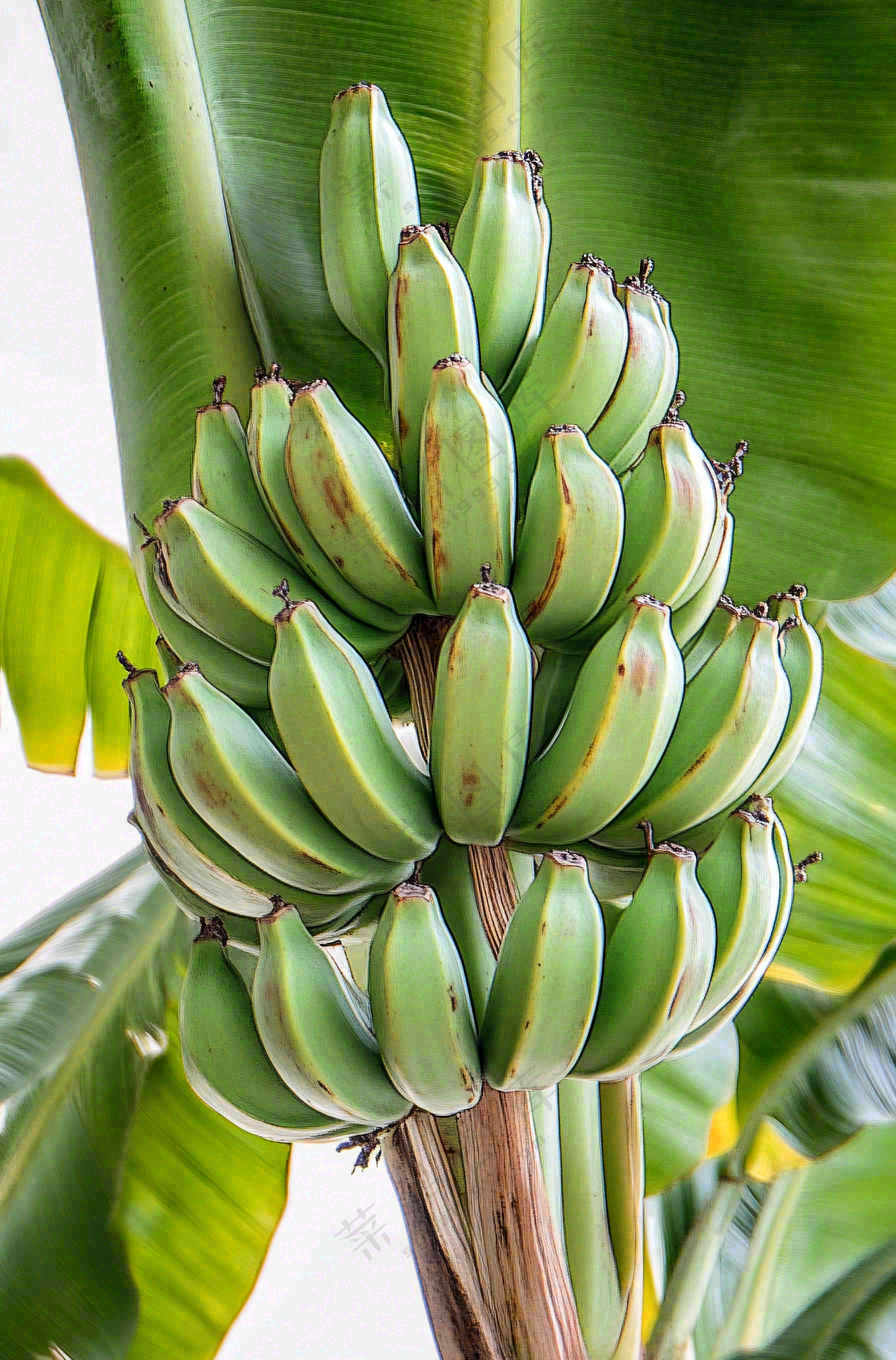 香蕉树芭蕉叶青香蕉水果摄影图