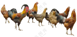 一群在溜达的公鸡母鸡免抠图片素材