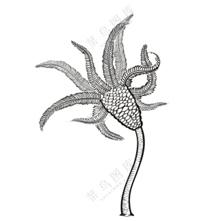 海百合-古海洋生物/线稿/卡通