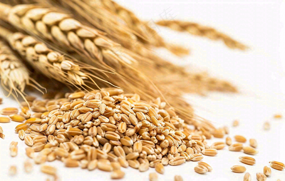 世界粮食日谷物米饭稻谷小麦摄影图