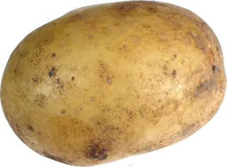 带着泥土脏兮兮的土豆免抠图片素材