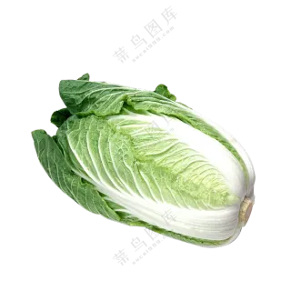 一颗水润新鲜的大白菜免抠图片素材