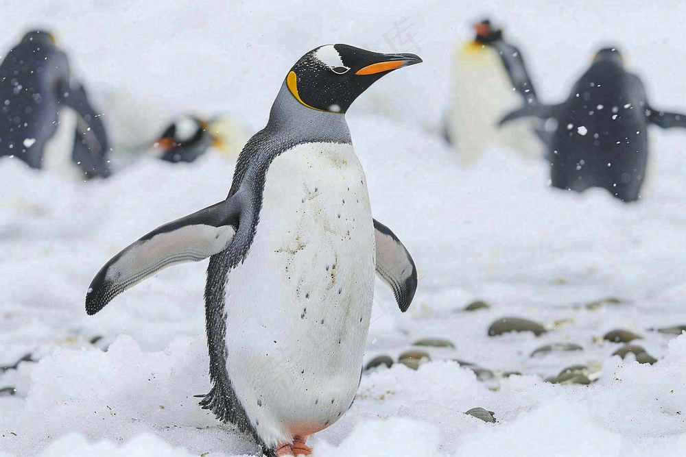 冰雪天地的企鹅寒冷动物摄影图
