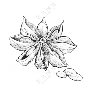 调料茴香  免扣素材  线稿