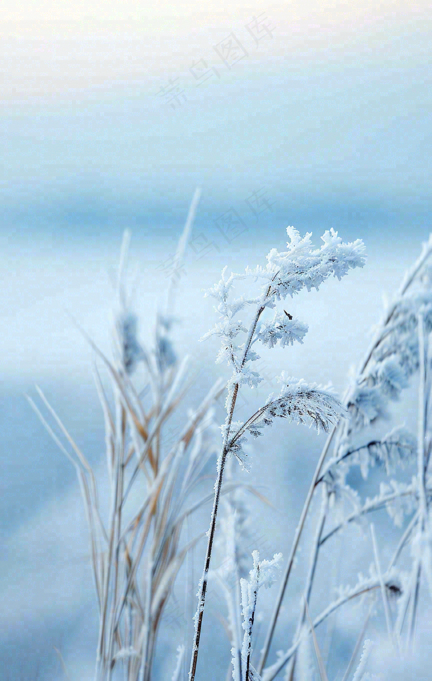 冬天白雪地里的芦苇植物小寒大寒寒露霜降摄影图