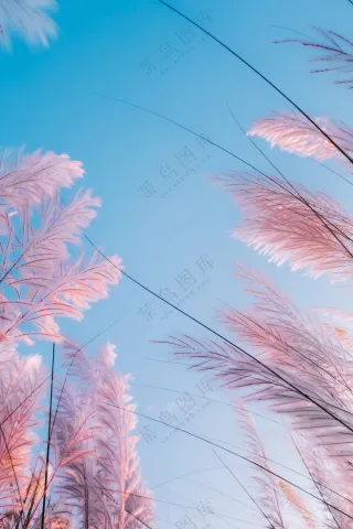 唯美芦苇草非主流图片
