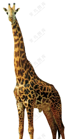 个头高高的长颈鹿动物免抠图片素材