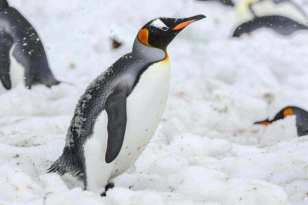 冰雪天地的企鹅寒冷动物摄影图