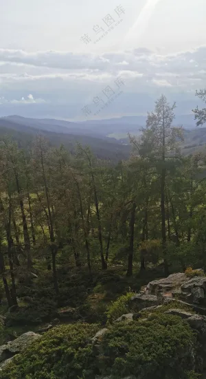 绿色自然风景树