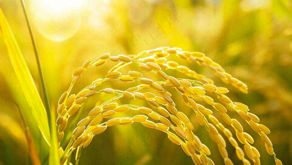 稻田稻谷稻穗粮食收成小满芒种世界粮食日摄影图